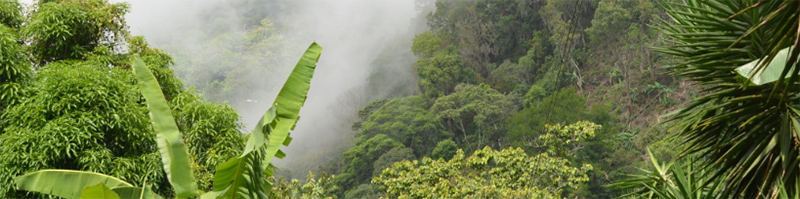 Prostředí hor Trinidad, kde se pěstuje káva Santa Barbara