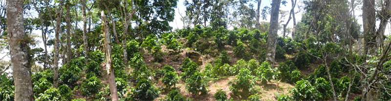 Kávová plantáž